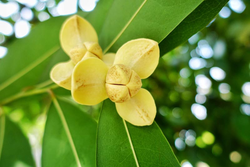 ลำดวน  Melodorum fruticosum Lour.  <br/>Annonaceae